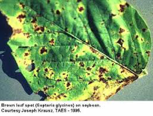 پاورپوینت بیماری لکه ارغوانی سویا 10 اسلاید