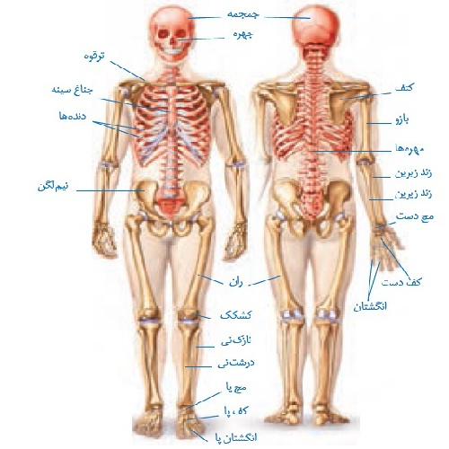 پاورپوینت حس و حرکت 11 اسلاید