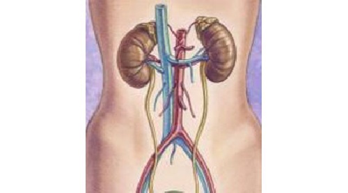 پاورپوینت نیازهای دفعی 131 اسلاید