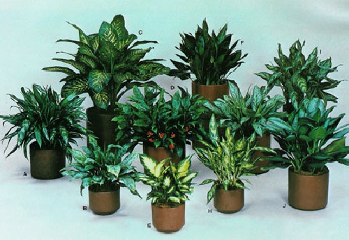 پاورپوینت  پرورش کاکتوس ، پرورش پتوس، پرورش حسن یوسف