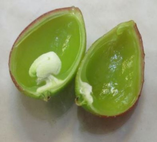 پاورپوینت عکس میوه پسته در مراحل مختلف 10 اسلاید 