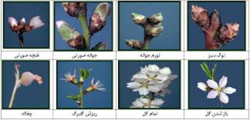 پاورپوینت اثر محلول پاشی بُر بر درختان بادام  25 اسلاید قابل ویرایش