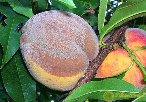 پاورپوینت بیماری های هلو  40 اسلاید