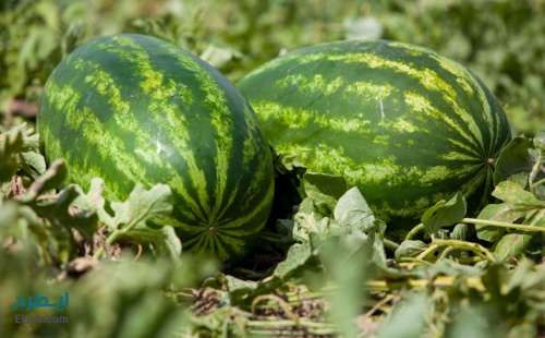 پاورپوینت دستگاه برداشت هندوانه 18 اسلاید