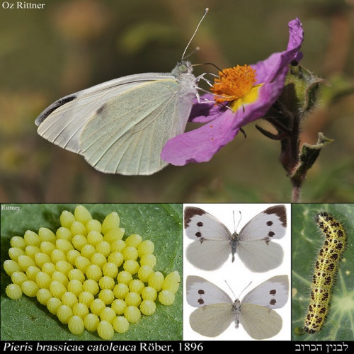 پاورپوینت آفت سفيده كوچك كلم 10 اسلاید