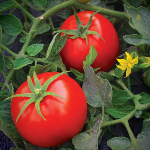 پاورپوینت تولید و فرآوری کنسرو گوجه فرنگی 25 اسلاید