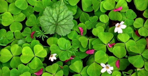 پاورپوینت شبدر ايراني 19 اسلاید