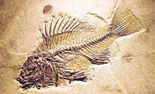 پاور پوینت فسیل 10 اسلاید