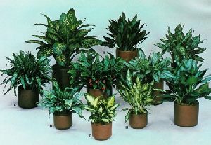 پاورپوینت  پرورش کاکتوس ، پرورش پتوس، پرورش حسن یوسف